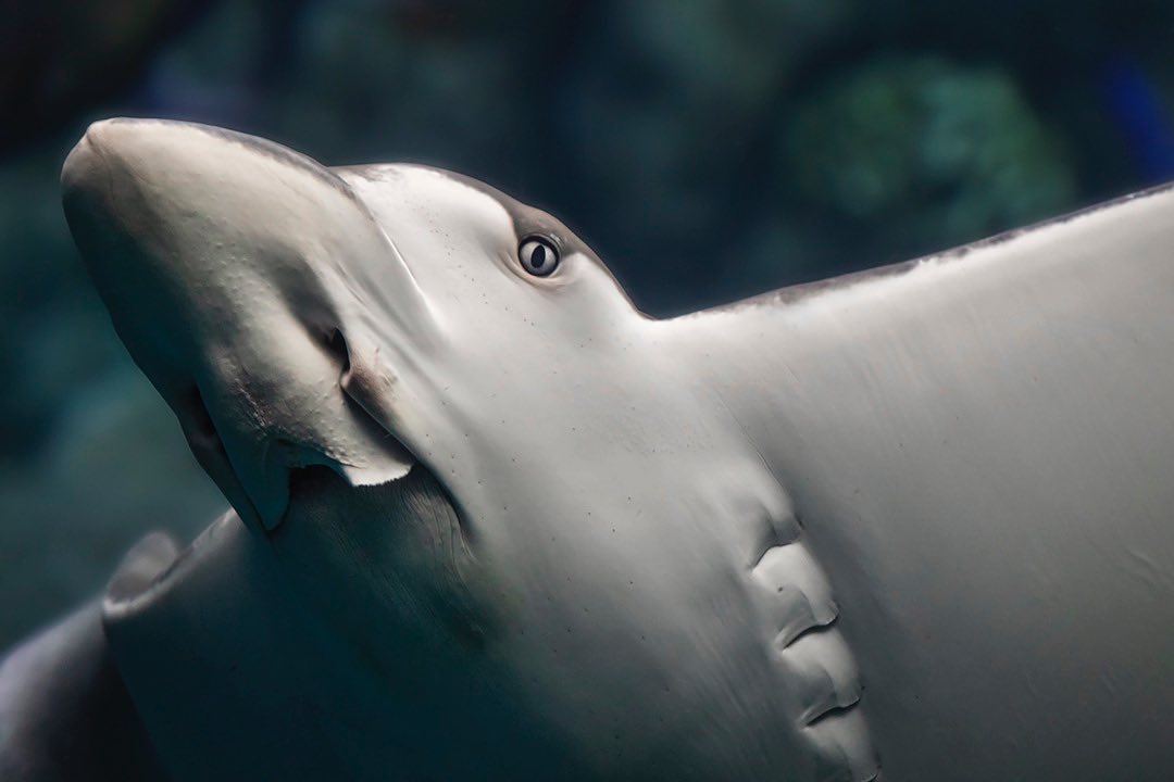 AquariumPacific's tweet photo. Did you know rays are closely related to sharks? They both have a skeleton made of cartilage instead of bone, lack swim bladders, are covered in dermal denticles, and utilize electroreceptors to sense prey!
Eagle ray photo by Robin Riggs #AOPrays https://t.co/LQ6bF3gbRW