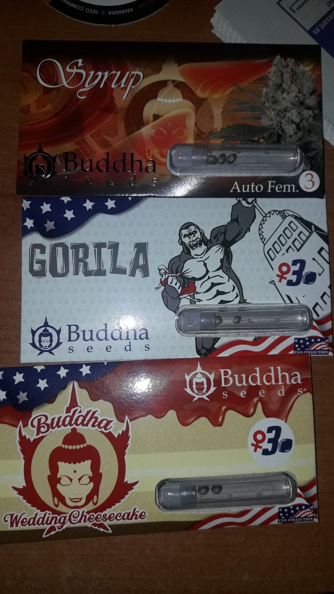 AdrycManellson's tweet photo. Quizá pronto en #AdrycsCove Verde Mundo, #Syrup, #Gorila y #WeedingCheeseCake de @BuddhaSeeds en recuerdo de viejos tiempos...🧚♂️😎 https://t.co/7xnTM7ndmW