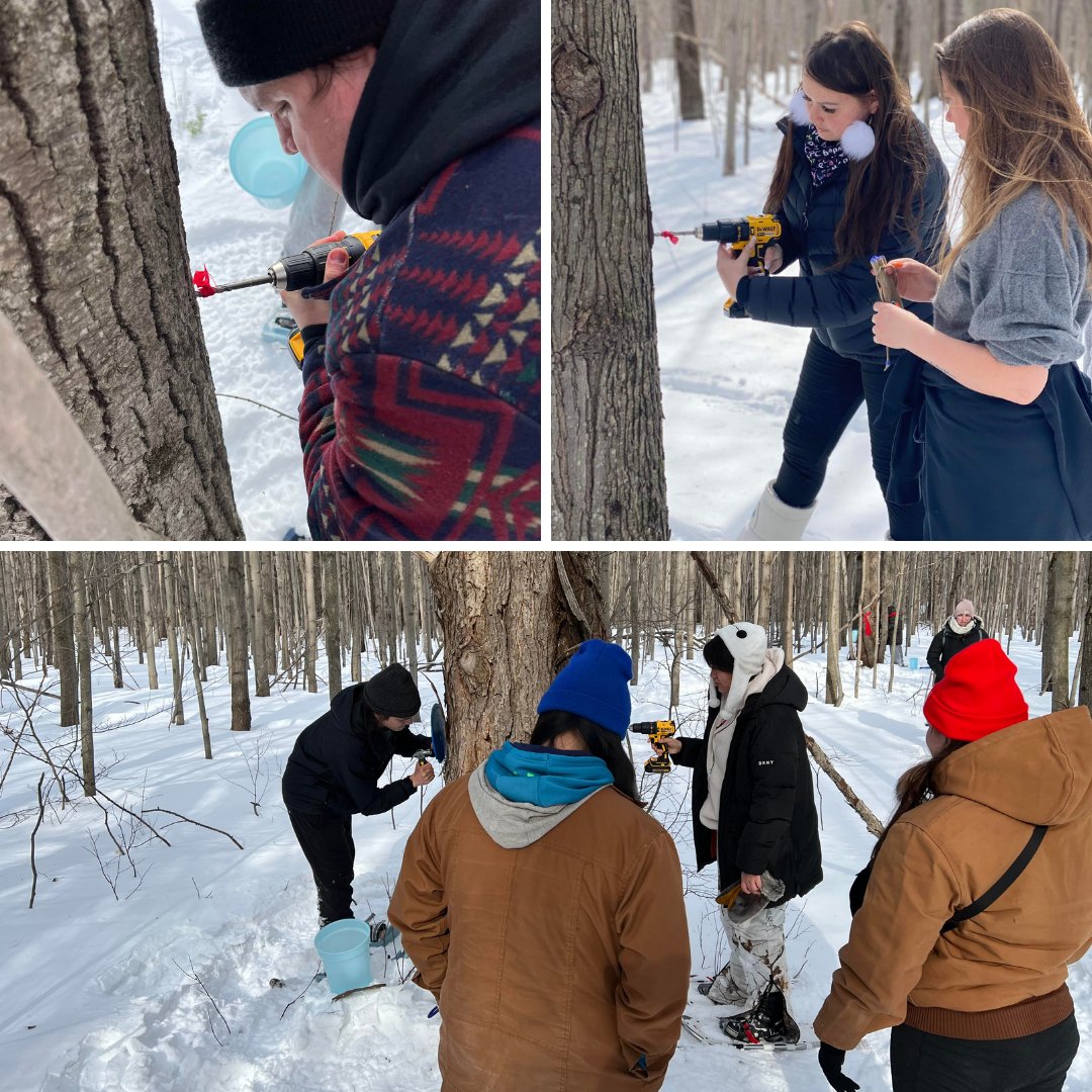 A7G_Official's tweet photo. This past weekend we had an absolute blast tapping Maple Trees (ininaatigoog). We will be going back later this week to collect the sap and will be boiling it down to make syrup this upcoming weekend. 

Miigwetch to our land based helpers for organizing. 

#a7g #mapletreetapping https://t.co/MKWyeDezgR