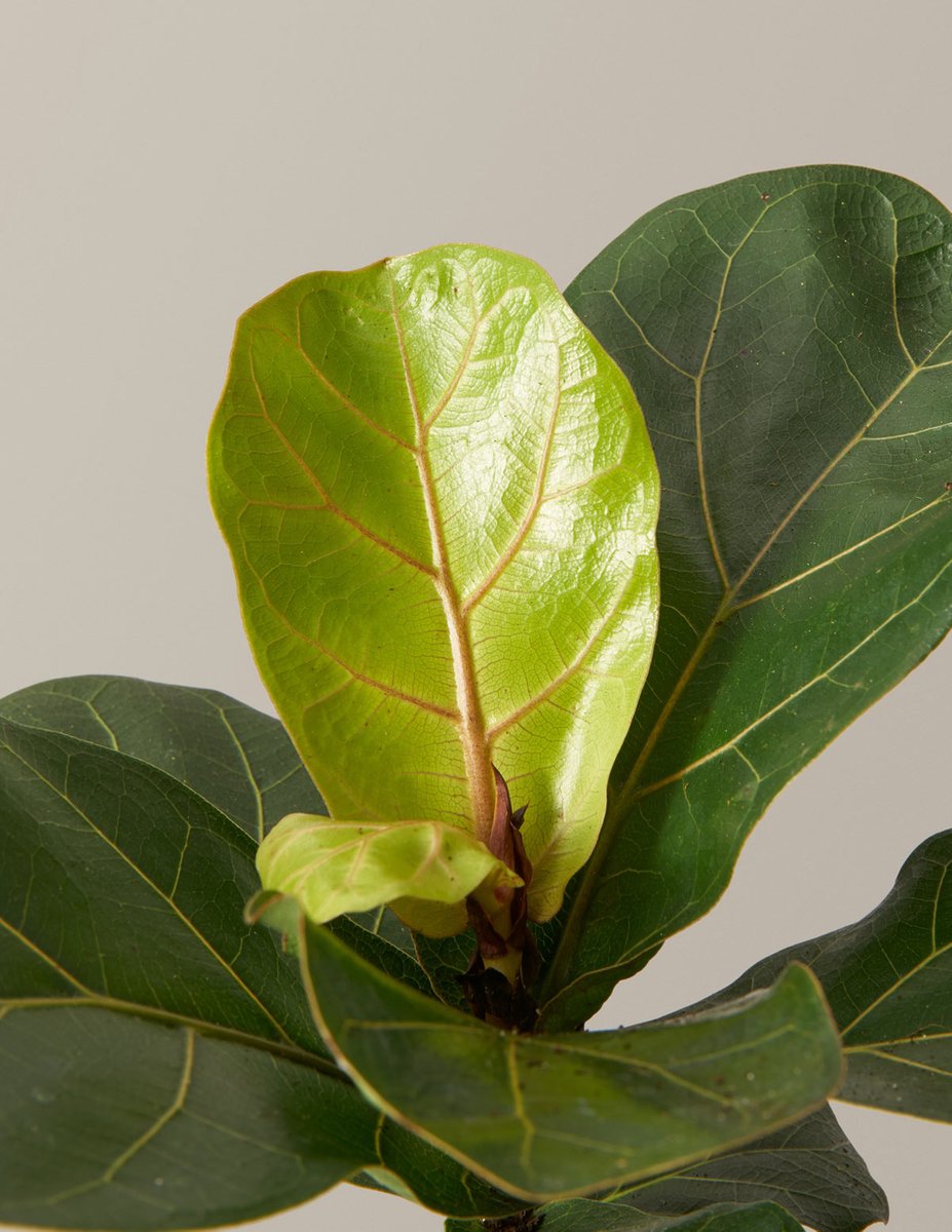 Up close and personal with the ultimate fan favorite: the #FiddleLeafFig 🌿✨ #PlantsMakePeopleHappy
