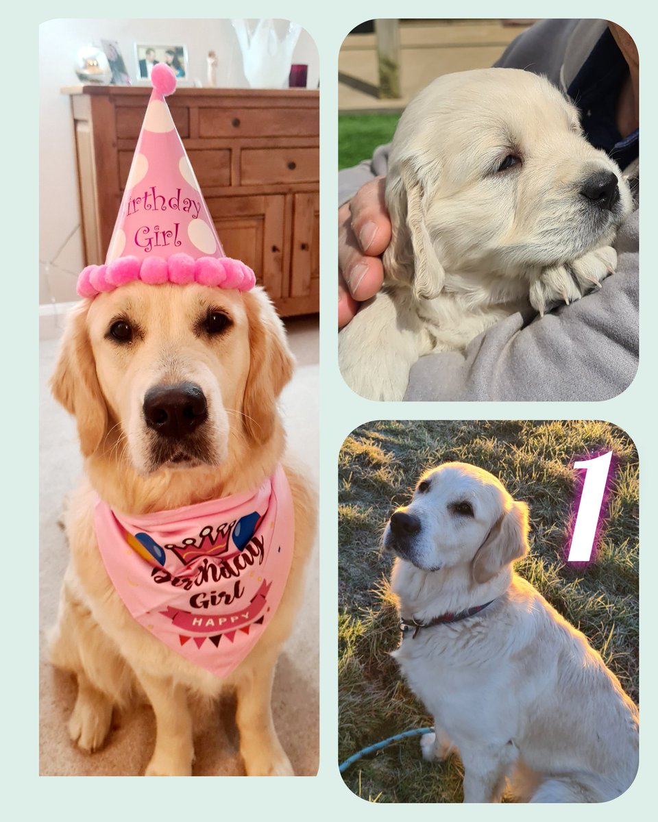 kabp's tweet photo. @healthypetclub https://t.co/FLCQo3dUfv