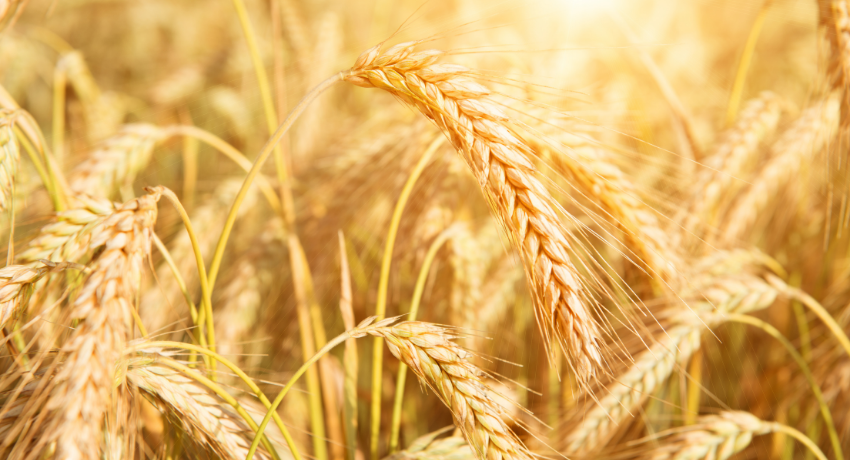 NorthAmericaAg's tweet photo. What a Resourceful Crop Input Marketplace Is Doing to Curb Crisis | Read the full story here: https://t.co/CVKJMOJcQS https://t.co/drMdeN2L1S