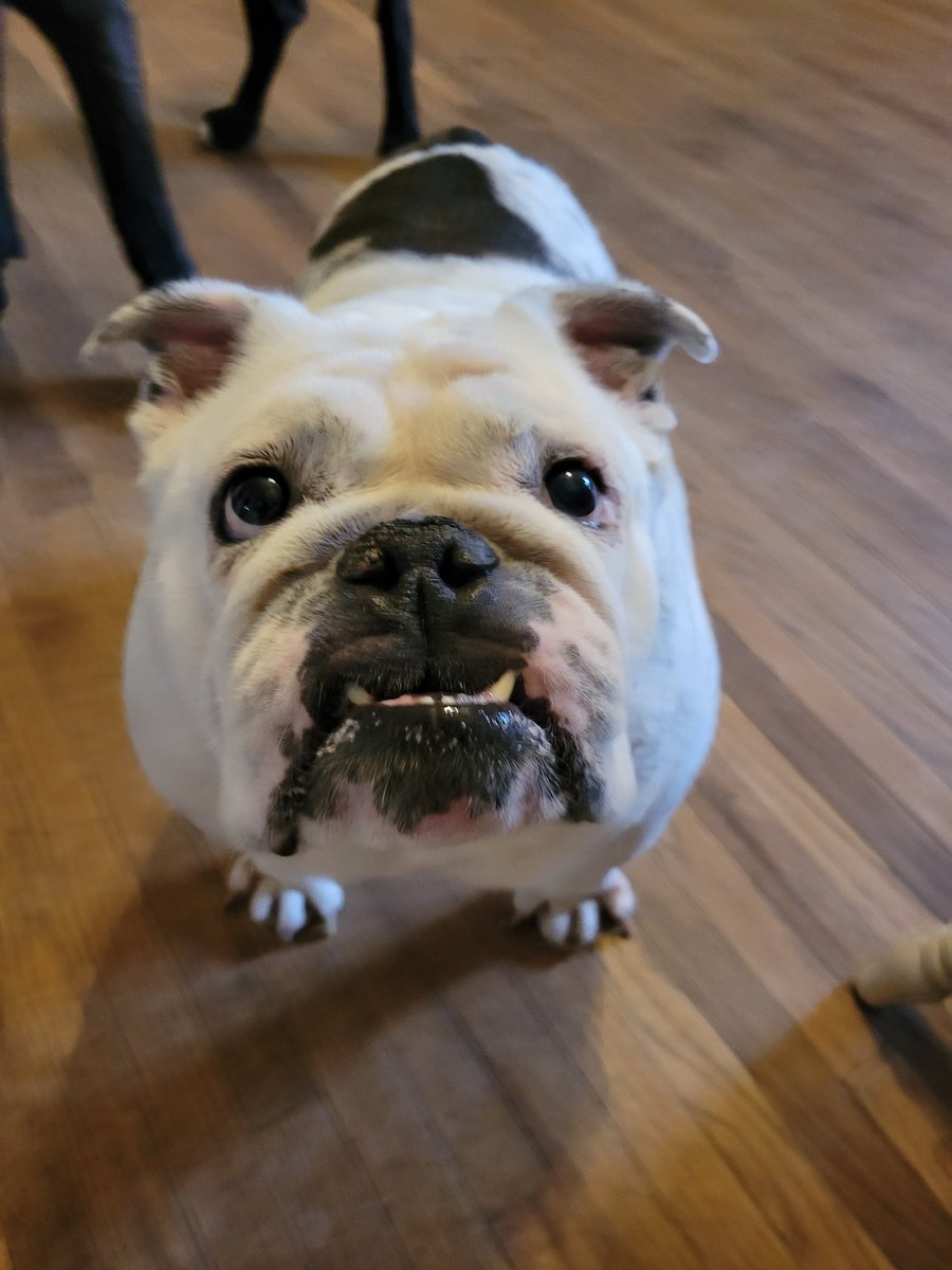 JasonHeffner3's tweet photo. @RobMKendall He is to handsome......from a fellow bulldog person https://t.co/wOqCaRXlKu