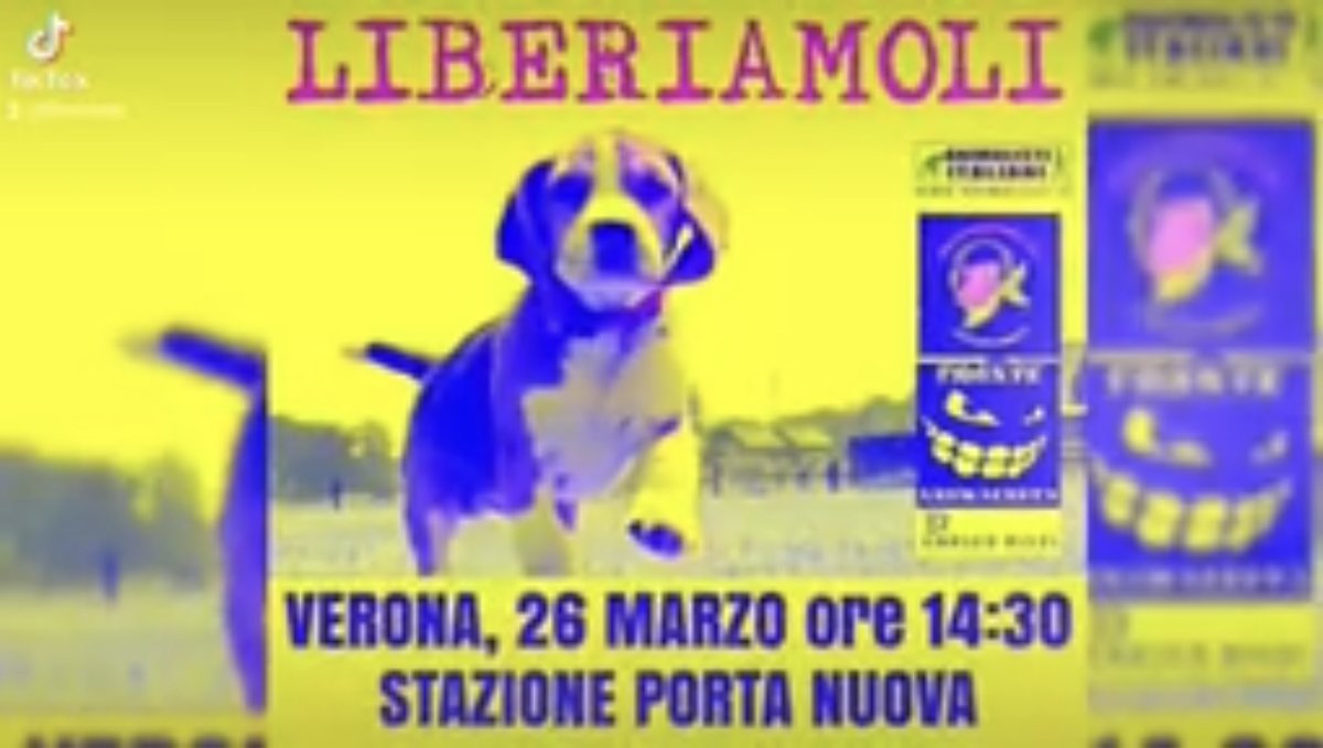 WAL_Italia's tweet photo. Il 26 marzo 2022 ci sarà un corteo a “Verona” 
Per chiedere la liberazione dei 20 #beagle rinchiusi nello stabulario all'aptuit.
#stopvivisezione
Video: ⬇️
https://t.co/6gW74UnZ8j https://t.co/z1KZo3G39L