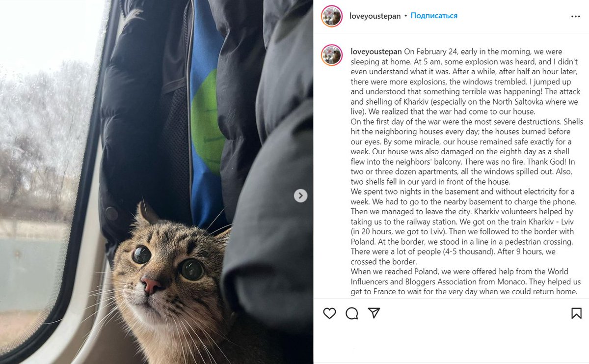 ukraine_world's tweet photo. The most famous cat in Ukraine named Stepan, who became popular because of his Instagram blog, was forced to become a refugee. His owner took him abroad from his hometown Kharkiv after heavy shelling of the city. #StopRussiaNow https://t.co/zDGV94TfUQ