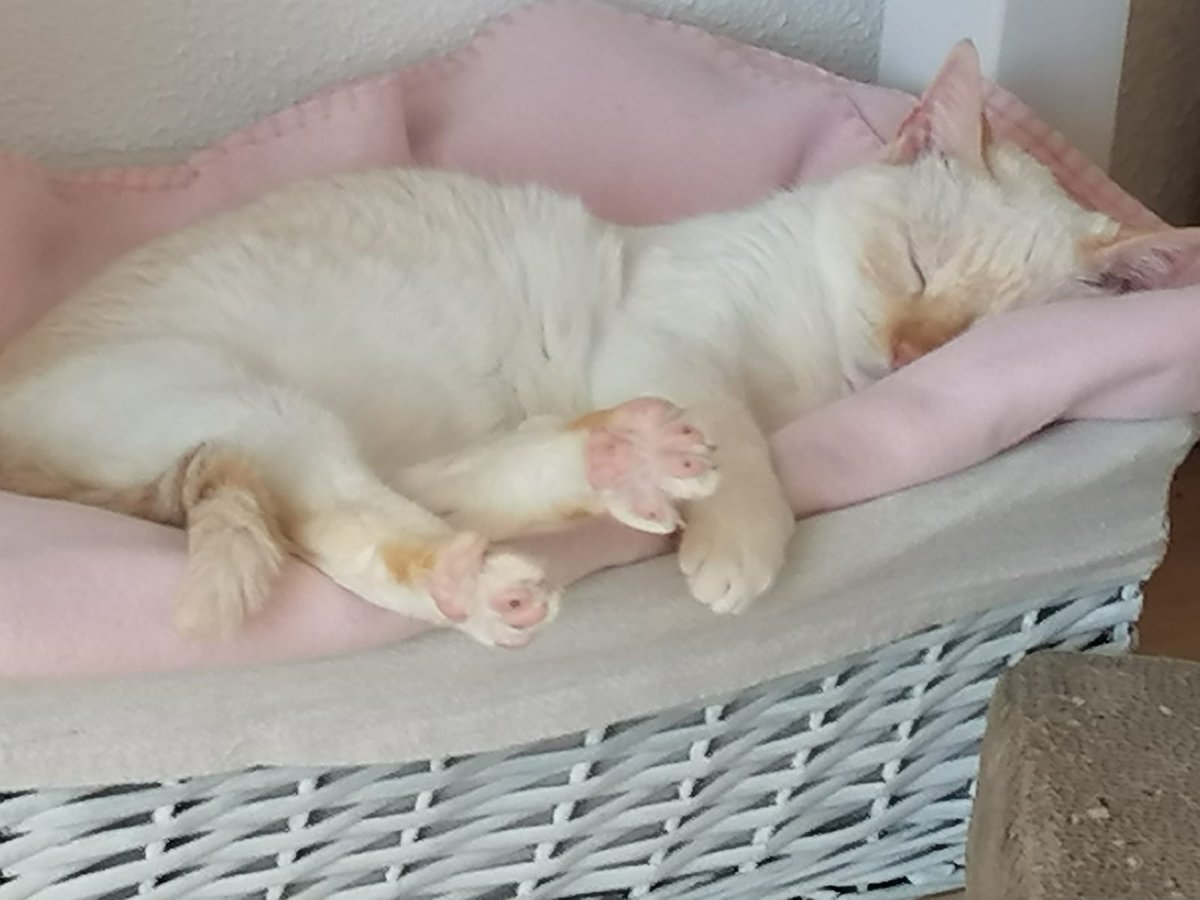 Catblueeye1's tweet photo. Good evening my cat friends. Leave a lovely picture ❤️ #CatsOfTwitter #cats #pets https://t.co/7CmQdOCML8