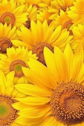 djonieeee's tweet photo. @Max_Fewtrell sunflower yellow🌻 https://t.co/lSHOf0c7d0