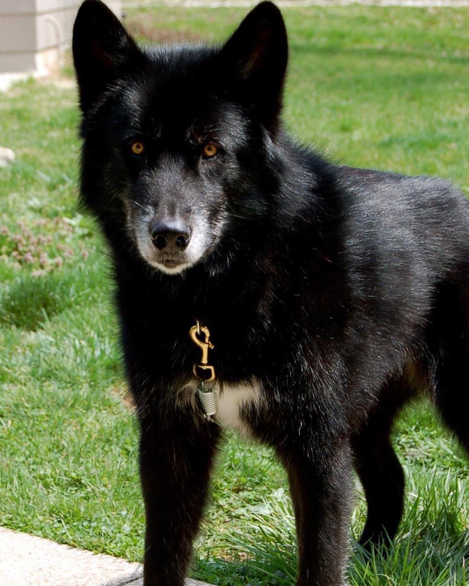 TroyMichael8's tweet photo. RIP Ruby, the best companion ever https://t.co/hvlGfnCrAK
