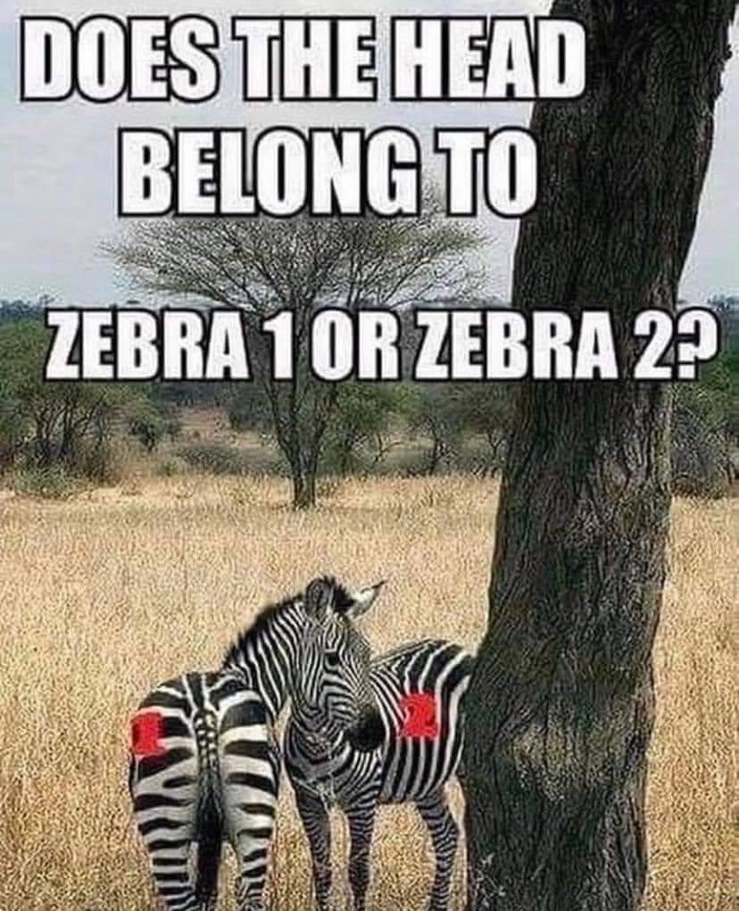 WellBeinWarrior's tweet photo. What do you see?
It's all about perspective.
#zebralife #edszebra #EDS https://t.co/8xk4BRDuVI