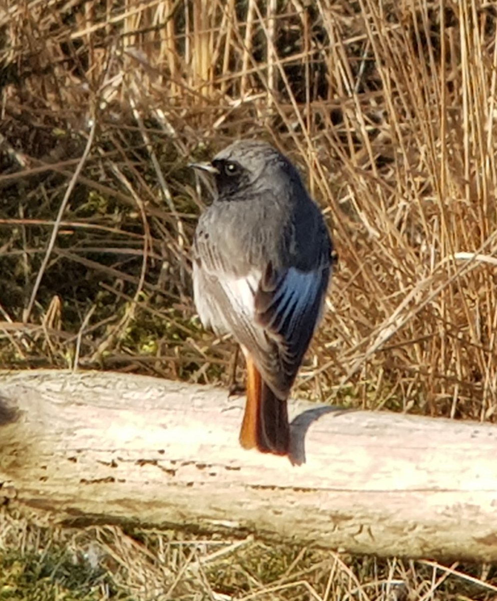 TelpostHW's tweet photo. Fraaie Zwarte Roodstaart vanochtend op onze telpost.  Een soort die het bij ons in het voorjaar beter doet dan in het najaar #vogeltrek 

Foto: Eric Heijs https://t.co/NpVxBLG0cF