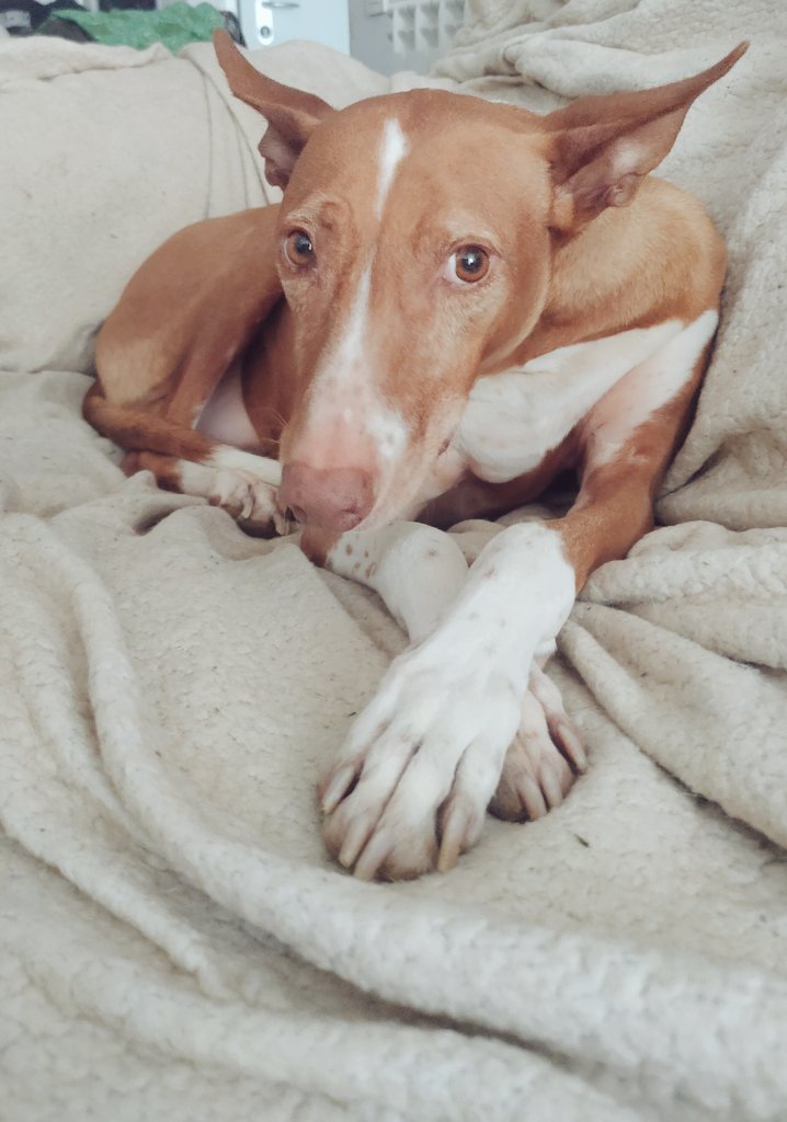 hot_wheels29's tweet photo. Como cuando te cuentan un chisme y empieza a estar interesante. #podenco #cuentamemas https://t.co/XV7mFp3964