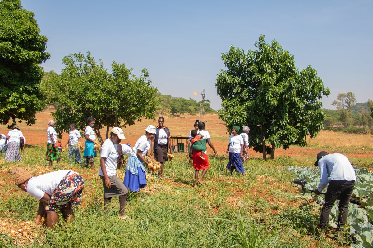 ZimFarm_Project's tweet photo. Empowered women make a difference and change the world.

We are currently preparing for harvest, all our produce, will go towards rural women's  improved nutrition &amp; food security. 

As we celebrate #WomensHistoryMonth we salute all the determined &amp; resilient women we work with https://t.co/kDcCVb5g08