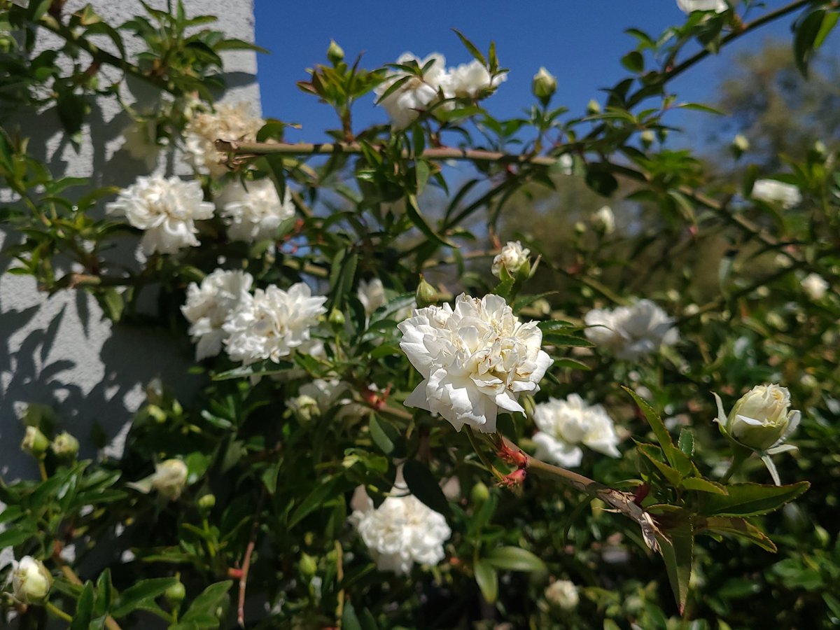 bbrockriley's tweet photo. Go smell the flowers ! https://t.co/HxhjQX22xt