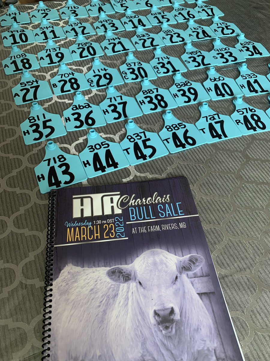 Sale prep continues!  Stay tuned for sale weights and scrotals this week. Give us a call anytime to discuss the bulls. #charolais <a href="/CharolaisBanner/">Helge By</a> <a href="/ByCandace/">Candace By</a> <a href="/JonSarahWright1/">Jon & Sarah Wright</a> <a href="/DirectLivestock/">DLMS</a> #HTABullSale2022