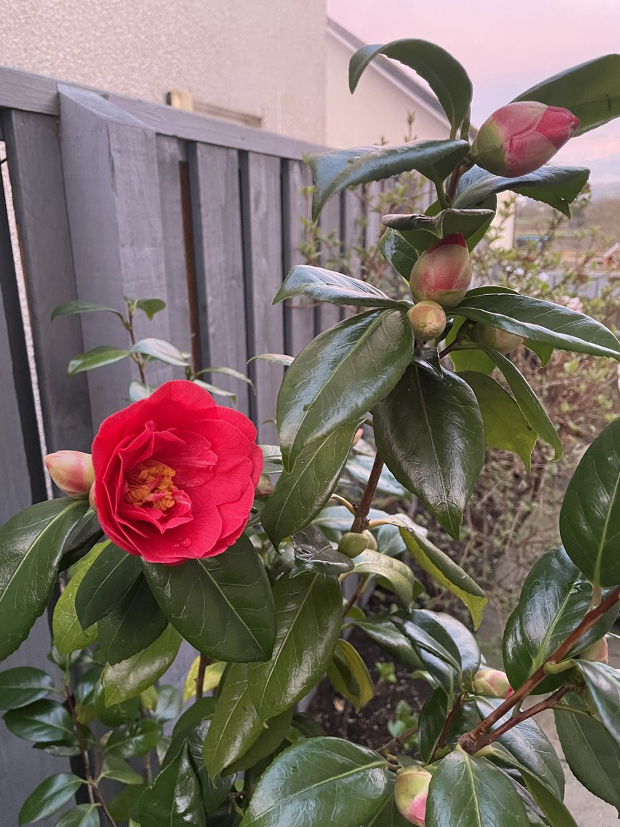 student_enviro's tweet photo. Spring is springing!! 
#spring #Flowers https://t.co/afyRssyzug