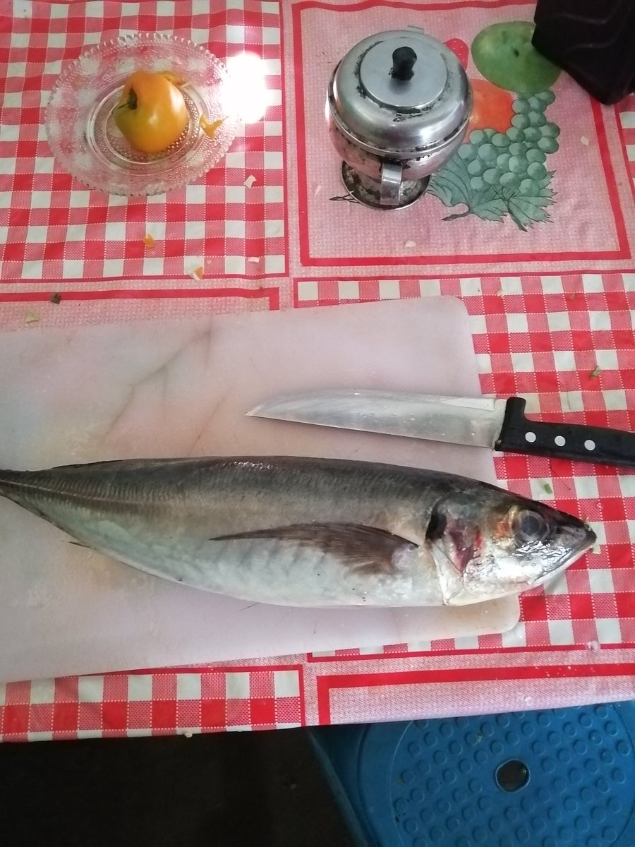 PedriMercado's tweet photo. Siempre hay una primera vez para convertir un pescado en comida para 10 personas. https://t.co/1Dh6zbg5Yi