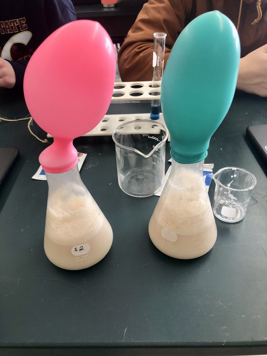 KirbyScience202's tweet photo. Biology students studied the rate of fermentation today in the lab!!! #Kirbyscience111 #AroostookCTOY @EARSU39 https://t.co/xwcQlaWiOE