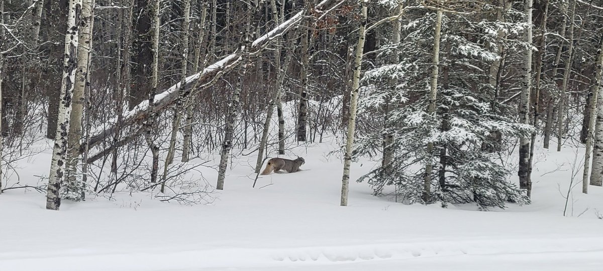 RaeYoung1717's tweet photo. Rare moment out in the bush today.

Beautiful creatures. Can't help but stop in the middle of the road to admire.

#Lynx
#NEsask https://t.co/LG6Dk3oU3S https://t.co/gSS0WSooiE