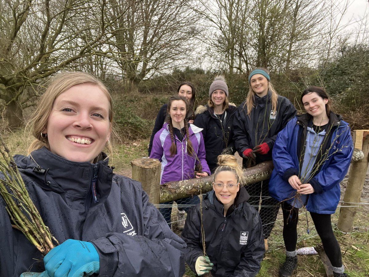 Over 100 metres of hedgerow planted today at <a href="/EssexWildlife/">Essex Wildlife Trust</a> Wrabness nature reserve 💪