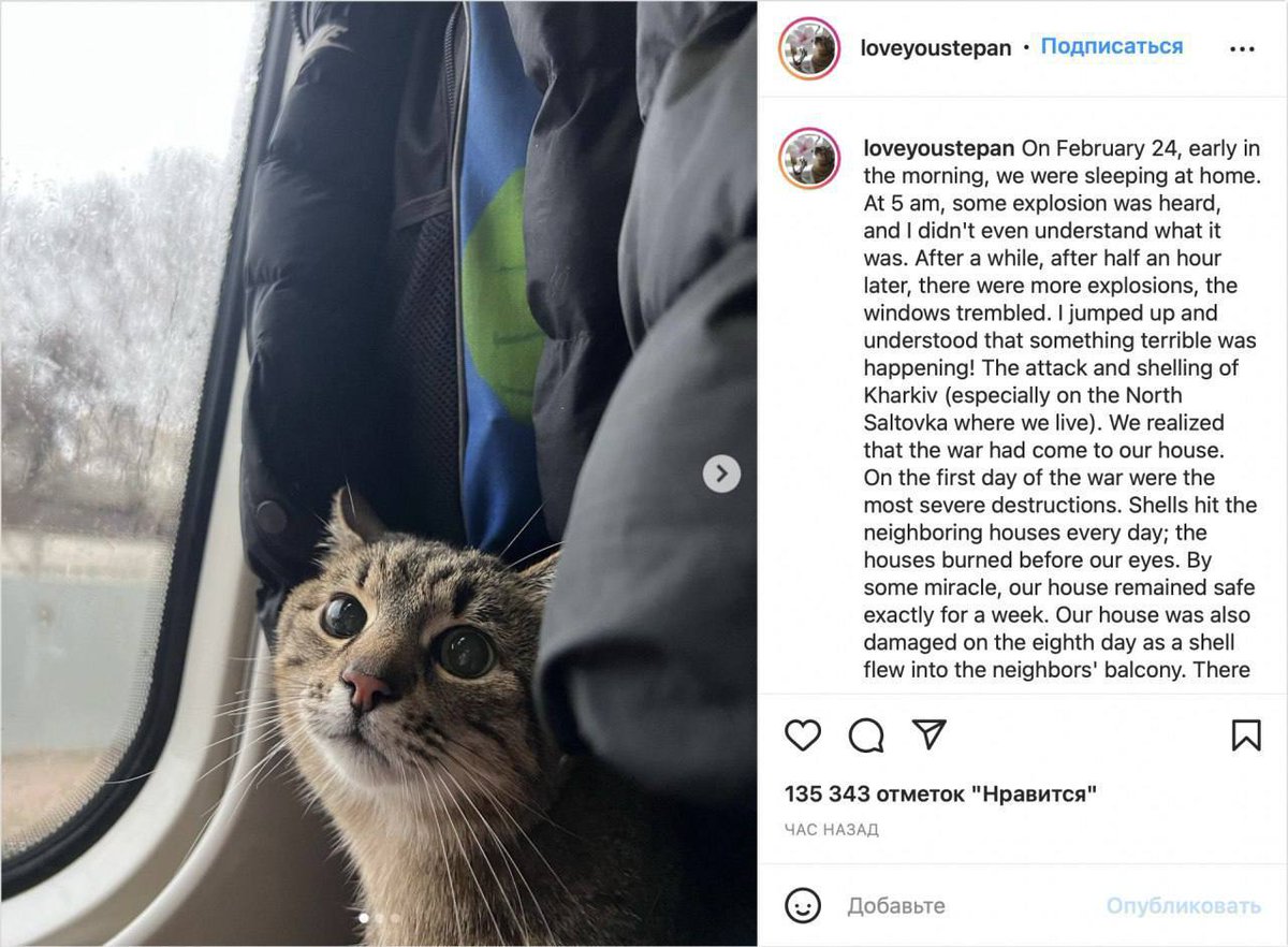NewVoiceUkraine's tweet photo. Stepan, the most famous cat and blogger from Kharkiv is safe. He has evacuated to France together with his owner. https://t.co/o1eZMCHu9F