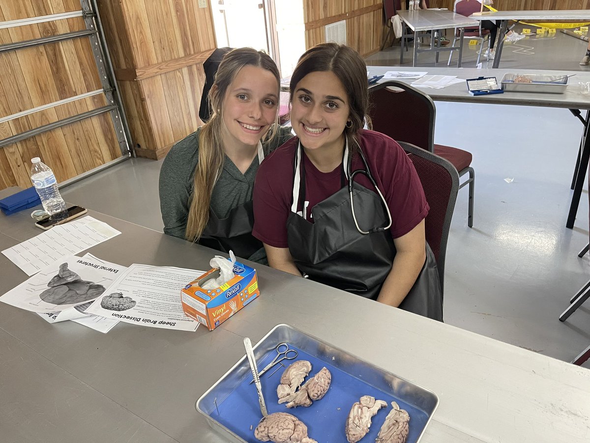 tenillerauls's tweet image. CSI was a great success today! #braindissections #whodidit