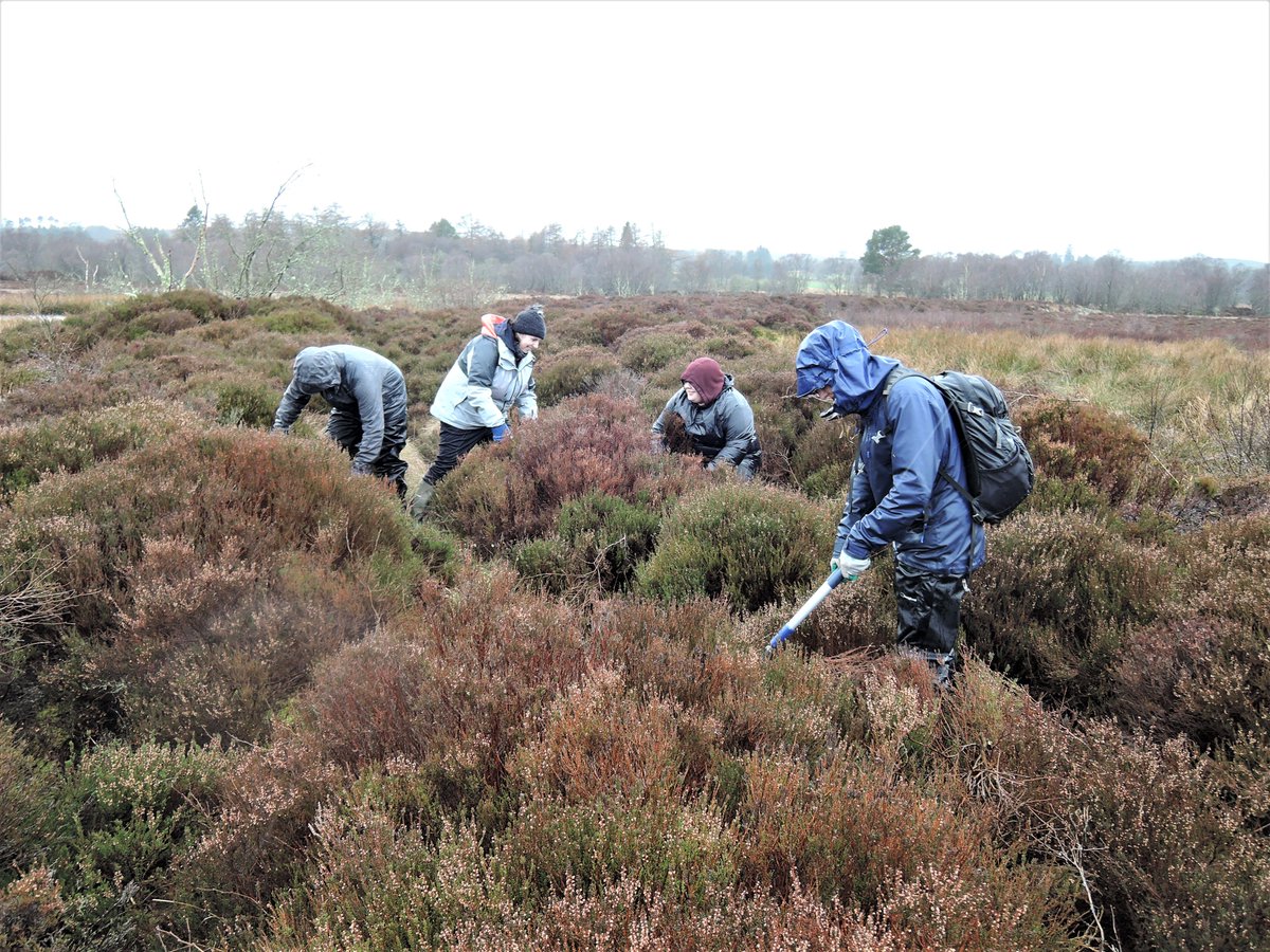 blackdogbirder's tweet photo. Delighted to host volunteers today from @SRUC Craibstone's Rural Skills Club - a @SRUCSA student society. Brilliant work clearing Birch regeneration from 
@ScotWildlife Red Moss of Netherley reserve, despite the persistent rain. Great work, team! @SWTAberdeen https://t.co/GgWAZtosiV