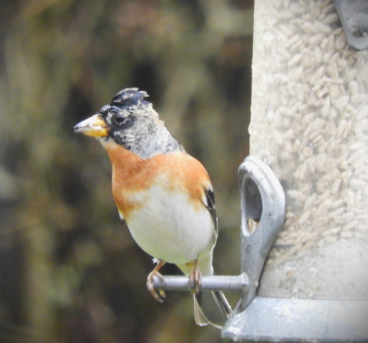 CJoseph81703790's tweet photo. Brambling visiting the garden in the rain today. https://t.co/FJiv8cb0Sz