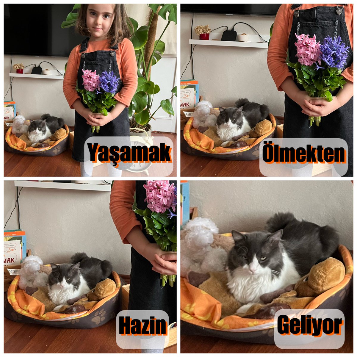 Kızım evdeyken, huzuru kaçan kedimiz Sefa'nın 🐈‍⬛ hazin hikayesi.