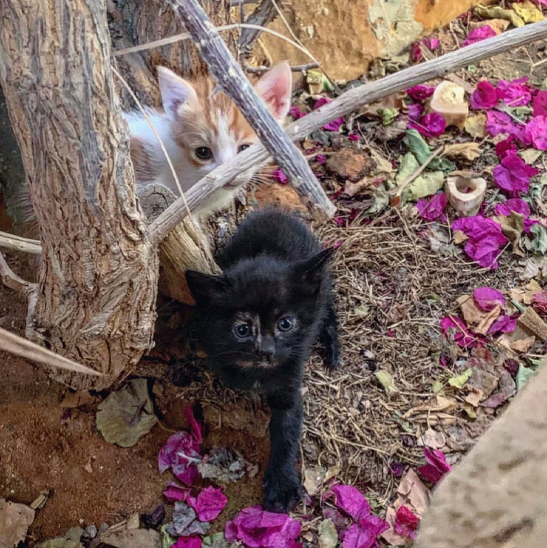 ethar_s's tweet photo. 🐈🌸🐈‍⬛🌸 https://t.co/1xRfXI4IPK