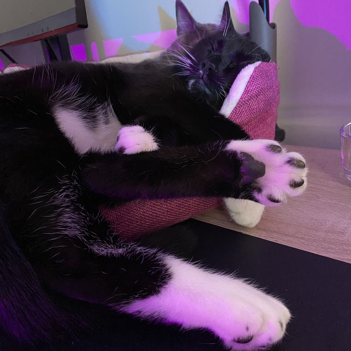 glitchchic's tweet photo. Toe beans for your viewing pleasure #streampets share you stream buddies below! https://t.co/NgiIS79yCC