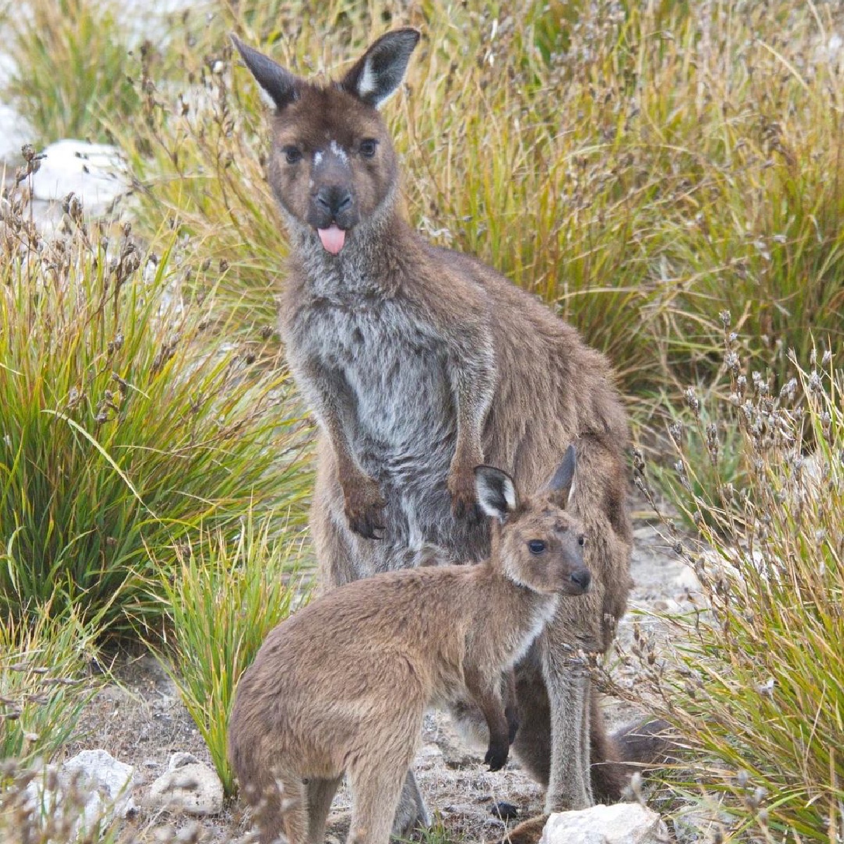 Pardon me, but it seems as though you have left your manners behind today! 🤭

 Thanks to @nikkiki73 for capturing this shot of a cheeky mother and joey duo on <a href="/southaustralia/">South Australia</a>'s #KangarooIsland.

#seeaustralia #seesouthaustralia #authenticK #holidayherethisyear