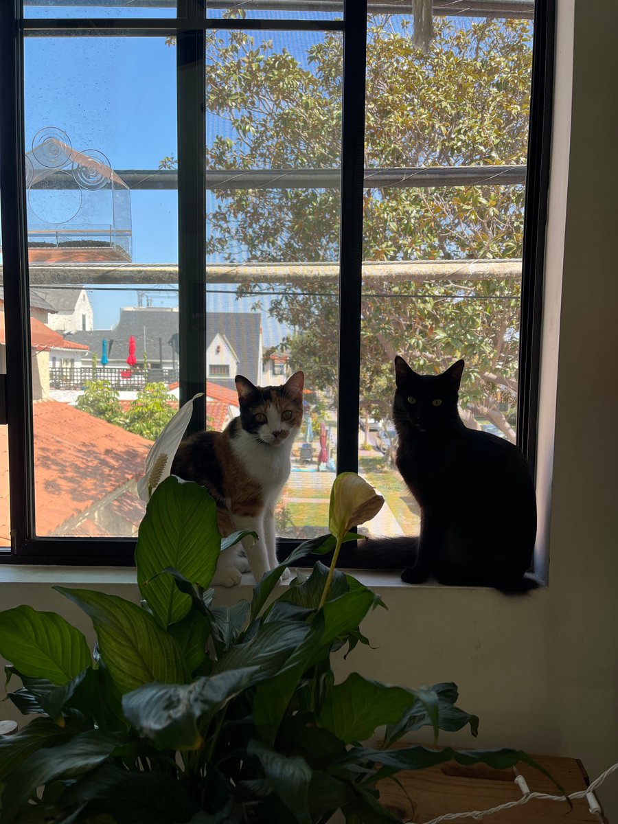 _SunShine_M's tweet photo. The Ladies 💚🧡

#theladies #cats https://t.co/eh7c8pJulm