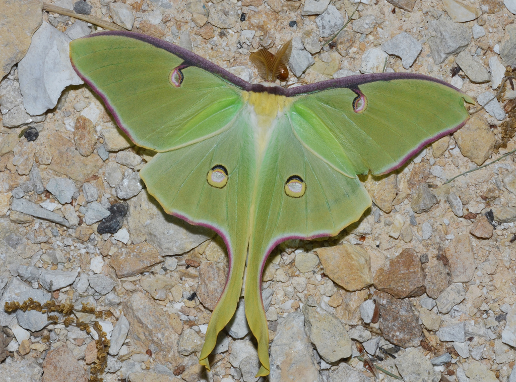 WN_Society's tweet photo. The Luna Moth's wingspan can stretch four and a half inches—that's about the same length as an iPhone.
The round markings on the Luna Moth are called "eye spots". Scientists believe these spots are used to distract or confuse predators.
#LunaMoth #WildNeighbours https://t.co/ty7PeEHNTy