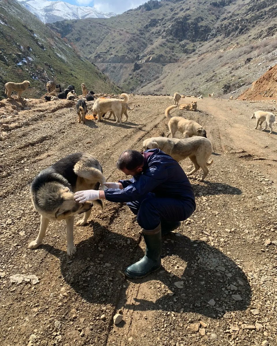 SemHayDer's tweet photo. #CanDostlarımız ile güzel bir gün... Candostlarımızı sağlık taramasından geçirip, besliyoruz. 4 can dostumuzun daha kısırlaştırma işlemlerini tamamladık. 
#candostlarımızınyanındayız
@HakkariValiligi
@idrisakbiyik
@GSemdinli
@SemdinliBldyesi
@HaytapOfficial https://t.co/8X1g9Tja30