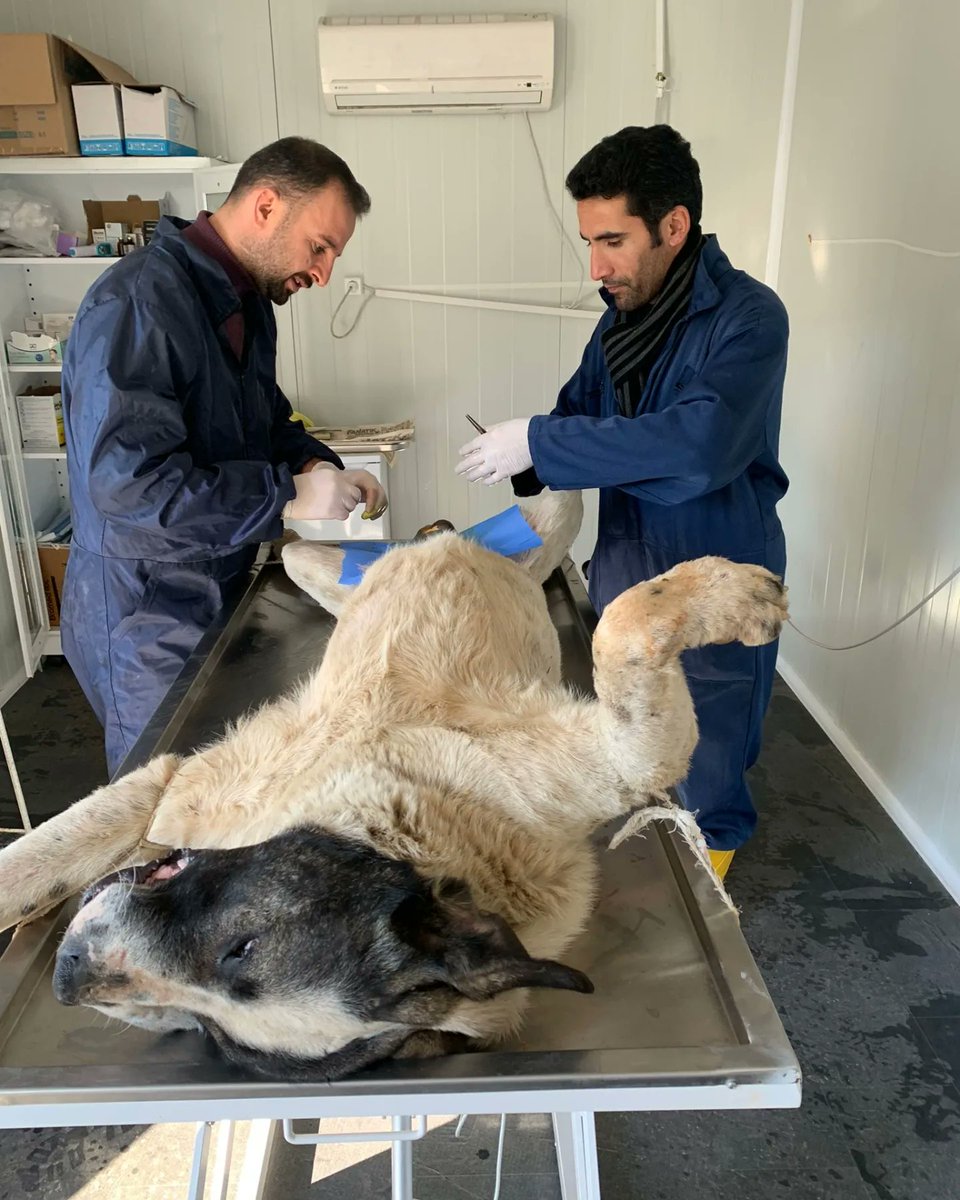SemHayDer's tweet photo. #CanDostlarımız ile güzel bir gün... Candostlarımızı sağlık taramasından geçirip, besliyoruz. 4 can dostumuzun daha kısırlaştırma işlemlerini tamamladık. 
#candostlarımızınyanındayız
@HakkariValiligi
@idrisakbiyik
@GSemdinli
@SemdinliBldyesi
@HaytapOfficial https://t.co/8X1g9Tja30
