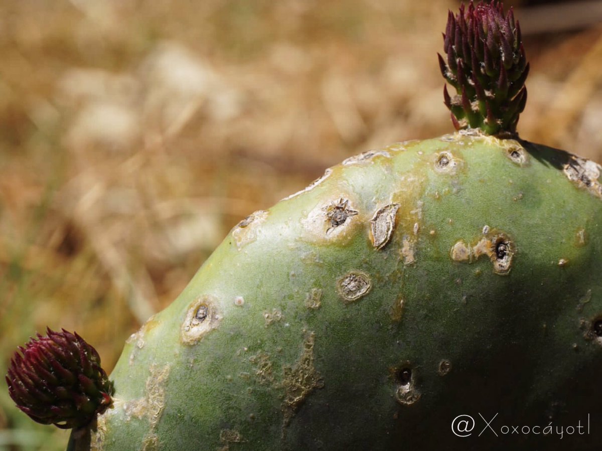 xoxocayotl's tweet photo. Participando nuevamente en el #MiercolesDeCactus 🌵 Enviamos a @Ale_since2018 un fuerte abrazo y le deseamos lo mejor 🌷 Somos las más alegres pues este #Nopalli #NopalVerdura ya está a punto de desarrollar más #Cladodios 🌿 Son los primeros después de haberlos #Transplantado🎍 https://t.co/SXLI8eUWVa