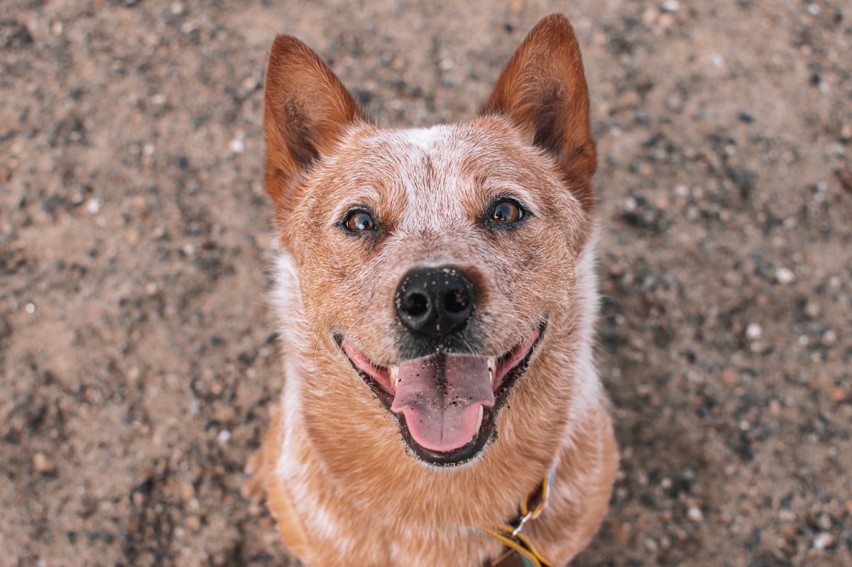 Vic, Hayden & Arlo tweet media