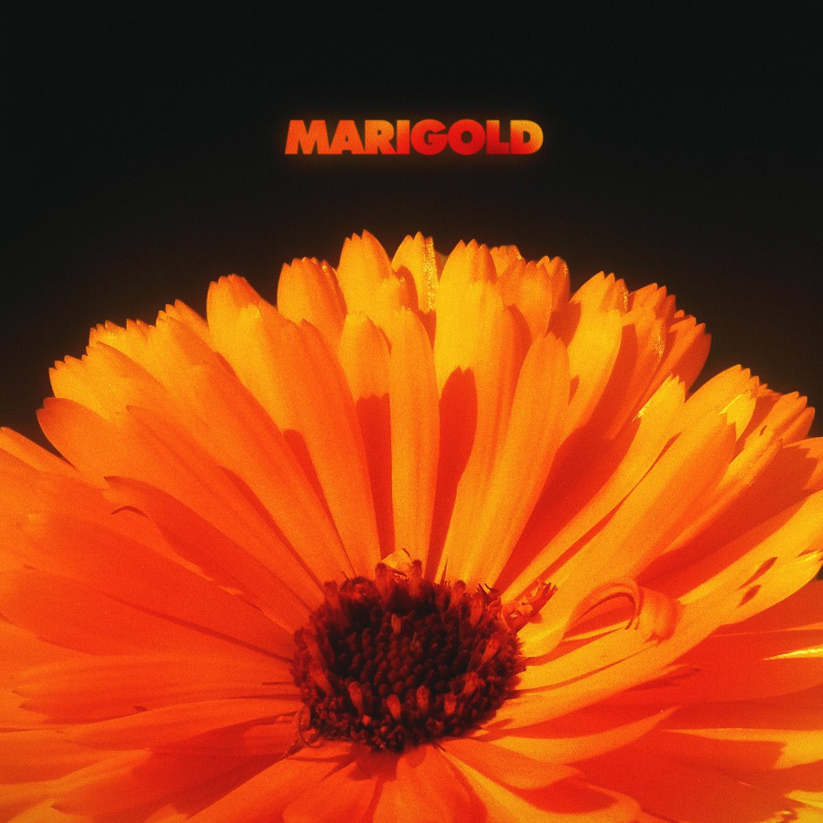 Ladies &amp; Gents, we present:
MARIGOLD
The Album
<a href="/jackdine/">Jack Dine</a> 
March 30th
🌙
Pre-Save link in bio