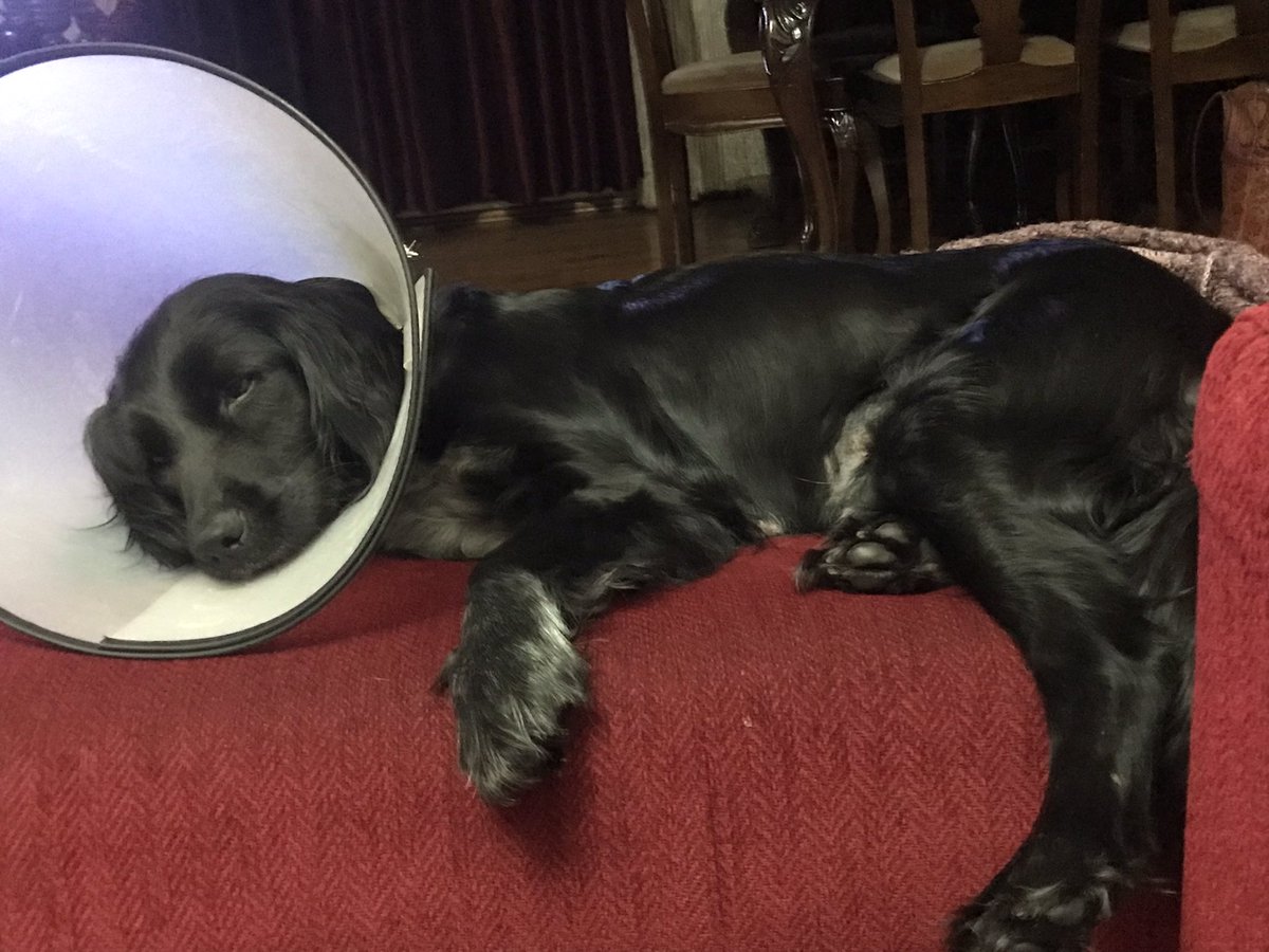 nerdeyse üç gün yattım popişi büyüttüm 😂