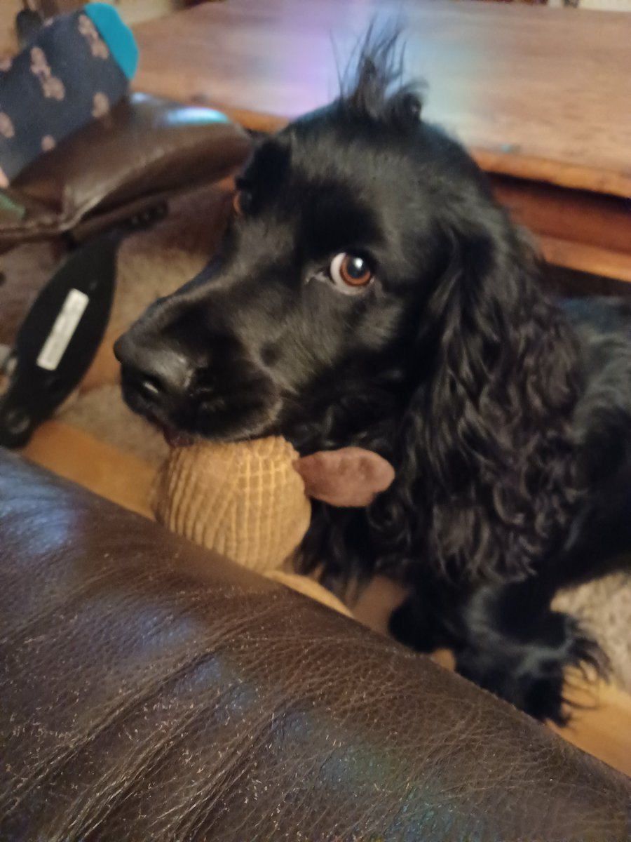 Ursell2's tweet photo. @PaulCollinson2 Had the same look from my spaniel!! https://t.co/uYDnoTVPnI