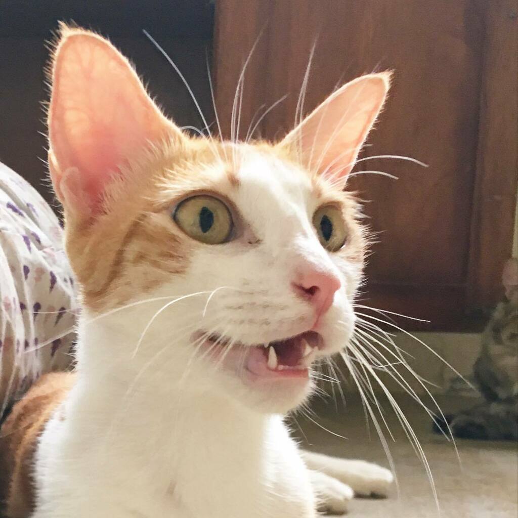 gatosgye's tweet photo. #comunidad 🐈 Seguimos en la colecta de alimento balanceado para nuestros rescatados.
Lleva ahora mismo tu donación a nuestros puntos de recepción, no importa la cantidad, toda ayuda es bien recibida. Sugerimos #NUTRAPRO o similar
O si prefieres puede… https://t.co/pXcsQzBfC2 https://t.co/EZyfC0agk5