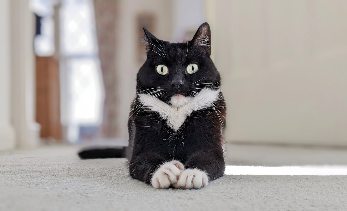 CuriousZelda's tweet photo. I tried to be imposing
I wanted to be feared
But just as it was working
My underbite appeared https://t.co/OjMrxnvJw3
