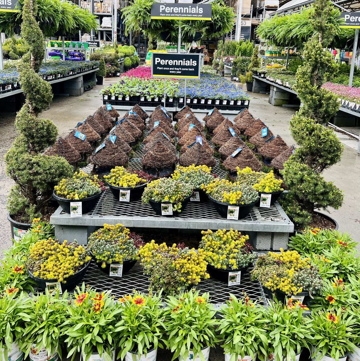shanecombscobb's tweet photo. It's all happening at Wendover #HD3608 ! Our first shipment of Hostas and Autumn ferns today, plus much, much more! 🌱🌿🌸
#metrolinaproud #spring 
@pps_s_atlantic @JarrettBennett3 @PPSinHD @billyoneal123 @merritt_jen https://t.co/7z1DbX36qM