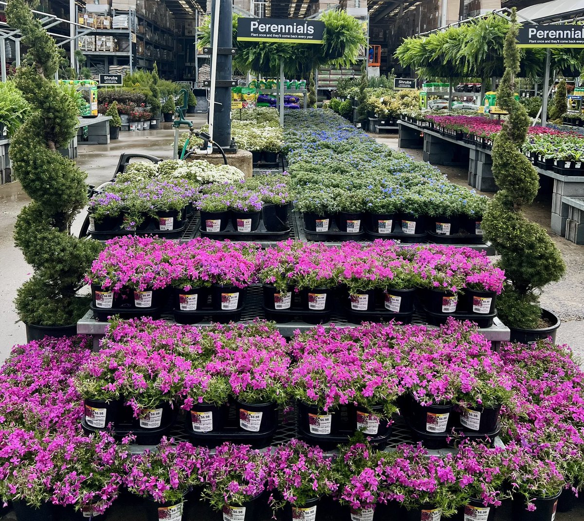 Shane Combs Cobb (@shanecombscobb) on Twitter photo It's all happening at Wendover #HD3608 ! Our first shipment of Hostas and Autumn ferns today, plus much, much more! 🌱🌿🌸
#metrolinaproud #spring
<a href="/pps_s_atlantic/">AC</a> <a href="/JarrettBennett3/">PPS-jbennett</a> @PPSinHD <a href="/billyoneal123/">Billy O'Neal</a> <a href="/merritt_jen/">Jennifer Merritt</a> It's all happening at Wendover #HD3608 ! Our first shipment of Hostas and Autumn ferns today, plus much, much more! 🌱🌿🌸
#metrolinaproud #spring
<a href="/pps_s_atlantic/">AC</a> <a href="/JarrettBennett3/">PPS-jbennett</a> @PPSinHD <a href="/billyoneal123/">Billy O'Neal</a> <a href="/merritt_jen/">Jennifer Merritt</a>