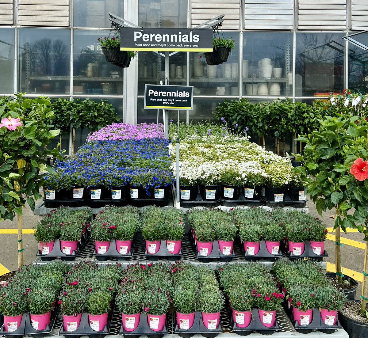 shanecombscobb's tweet photo. It's all happening at Wendover #HD3608 ! Our first shipment of Hostas and Autumn ferns today, plus much, much more! 🌱🌿🌸
#metrolinaproud #spring 
@pps_s_atlantic @JarrettBennett3 @PPSinHD @billyoneal123 @merritt_jen https://t.co/7z1DbX36qM