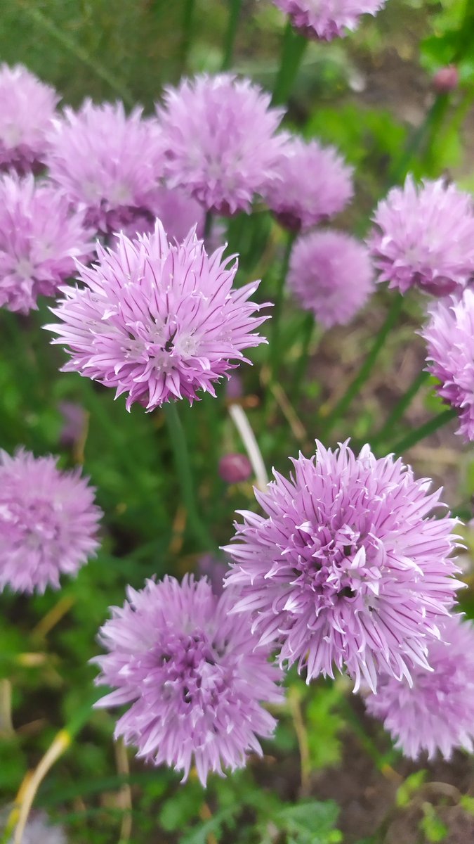 Community gardening, women, art,(hi)stories, co-design, food, skillshare and play...all packed into an afternoon at the Hilltown Park. Come and join <a href="/MAXinfo_Dundee/">The MAXwell Centre</a>  tomorrow Thursday 3-5! tinyurl.com/3xtxjbnb with <a href="/HayleyBlakeman/">Hayley Blakeman</a> <a href="/scrapantics/">ScrapAntics CIC</a> and many more amazing women