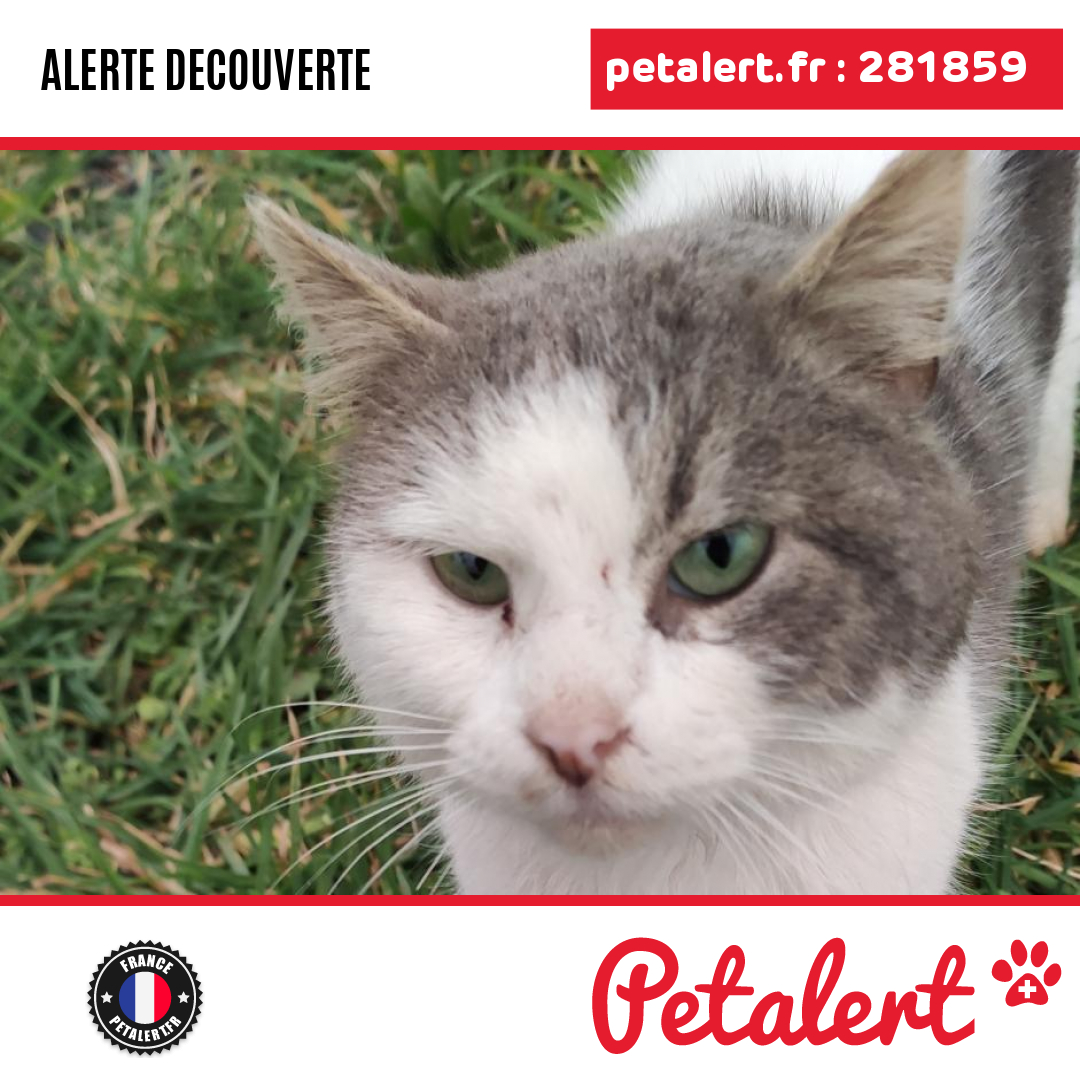 Trouvé #Chat #Manche #SainteMereEglise #Petalert  #PetAlert50 / p3t.co/PEGTi