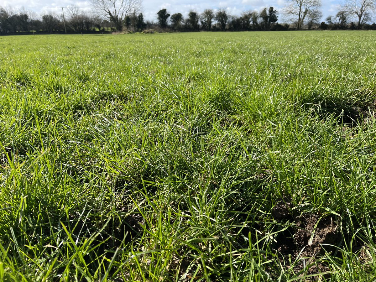 shayesSandra's tweet photo. Enjoying that spring weather while doing a grass cover with @Donalkavanagh4 today. AFC 1022kgs DM/Ha with a growth of 27kgs Dm/Ha for the last 4 weeks 🎯cows out✔️23 units Pro Urea got 27kgs ago ✔️@TeagascSignpost @TeagascLKMDL @GlanbiaConnect https://t.co/9IgzF0ESam