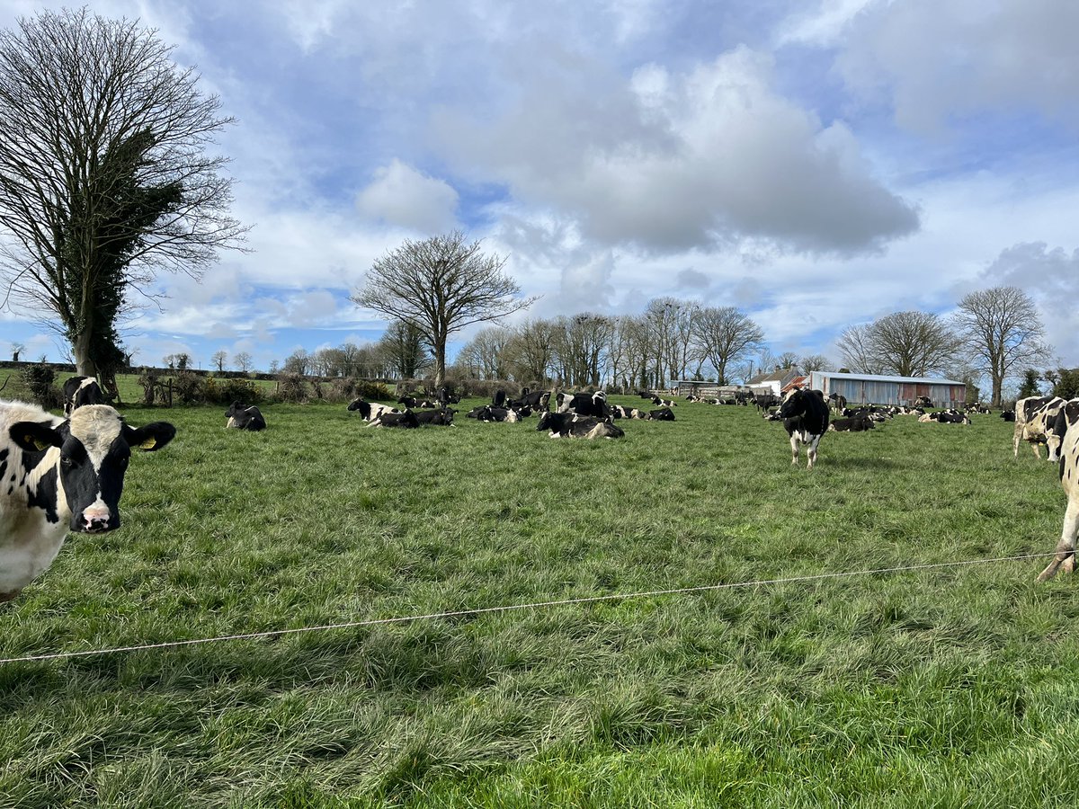 shayesSandra's tweet photo. Enjoying that spring weather while doing a grass cover with @Donalkavanagh4 today. AFC 1022kgs DM/Ha with a growth of 27kgs Dm/Ha for the last 4 weeks 🎯cows out✔️23 units Pro Urea got 27kgs ago ✔️@TeagascSignpost @TeagascLKMDL @GlanbiaConnect https://t.co/9IgzF0ESam