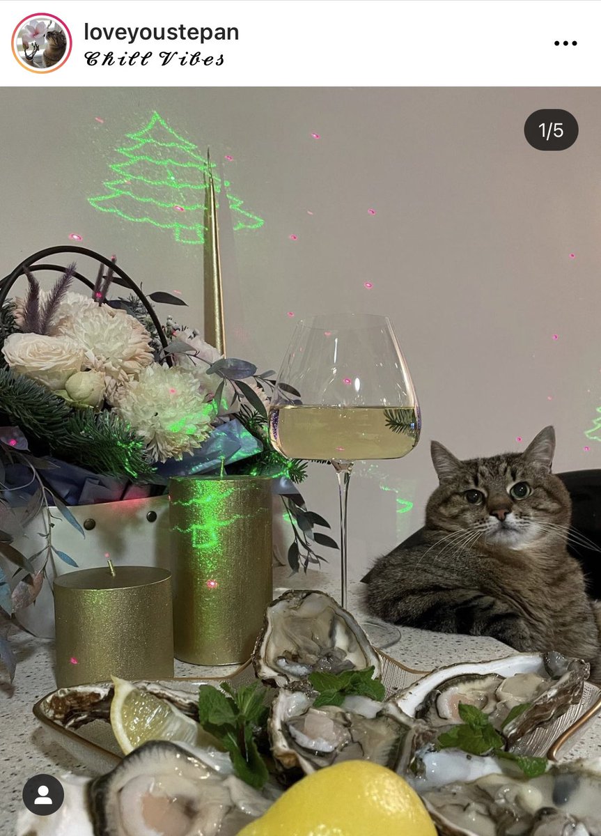 lilltjuva's tweet photo. Ni vet denna underbara meme-katt? Han e på flykt från Ukraina. 
Gråter https://t.co/Wq7syQOpJ1